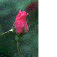 Vegetable - Animated Gif
