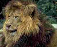 Animal