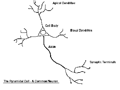neuron-LINE-SKETCH-eleceng.ukc.gif