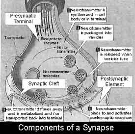 synapse